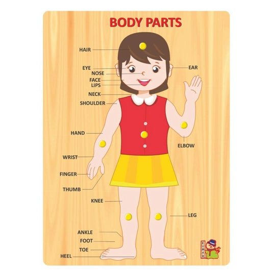 Body Parts educational toys for kids 3+ years